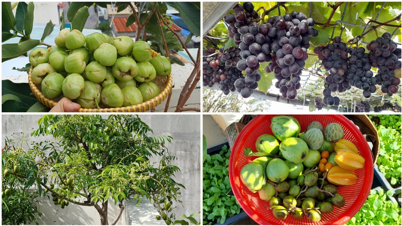 [37] Kinh nghiệm trồng cây ăn quả trong chậu thành công cho người mới bắt đầu.