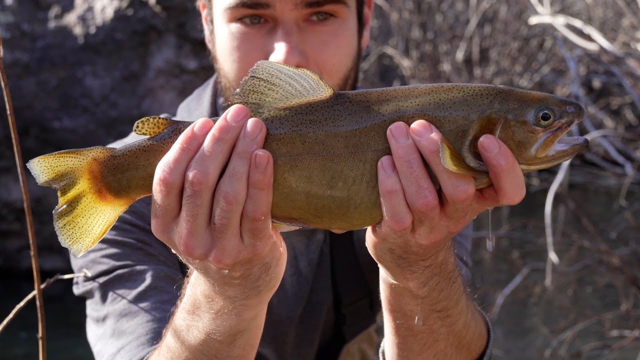 Gila Trout and Rainbows Were STACKED in the Deepest Creek Pool - Fly Fishing New Mexico