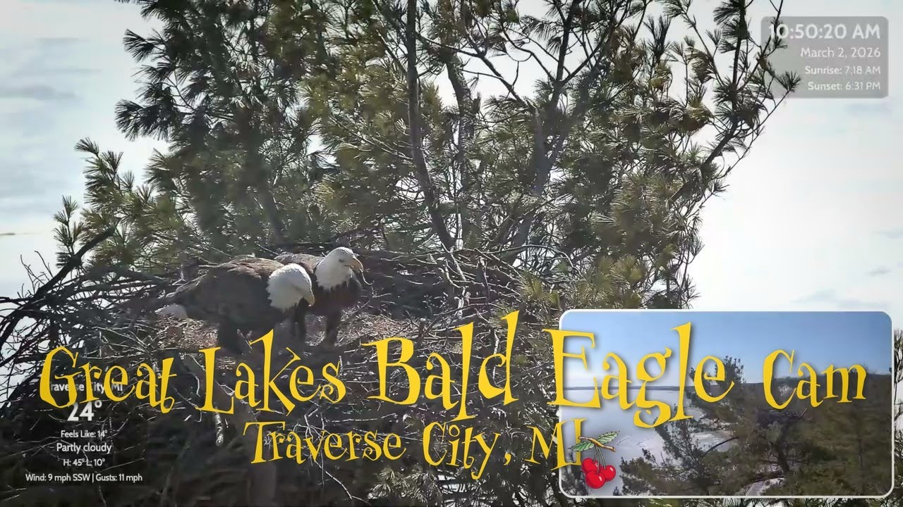 Bald Eagle Nest Building Before Egg Laying | Harry Brings Huge Stick (Michigan)