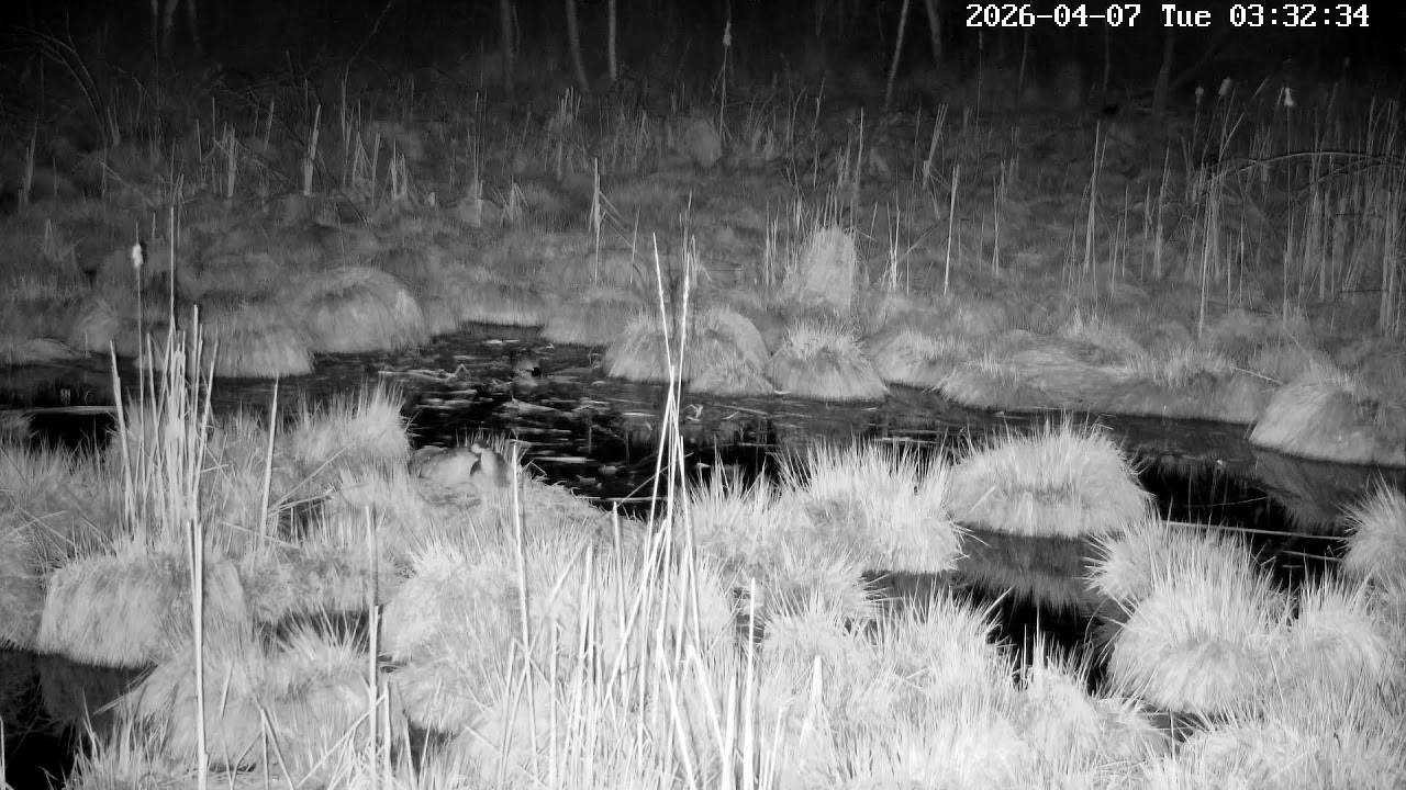 Kamera na żywo Gniazdo żurawia, okolice Poleskiego PN. Live cam nesting common crane, Polesie Poland