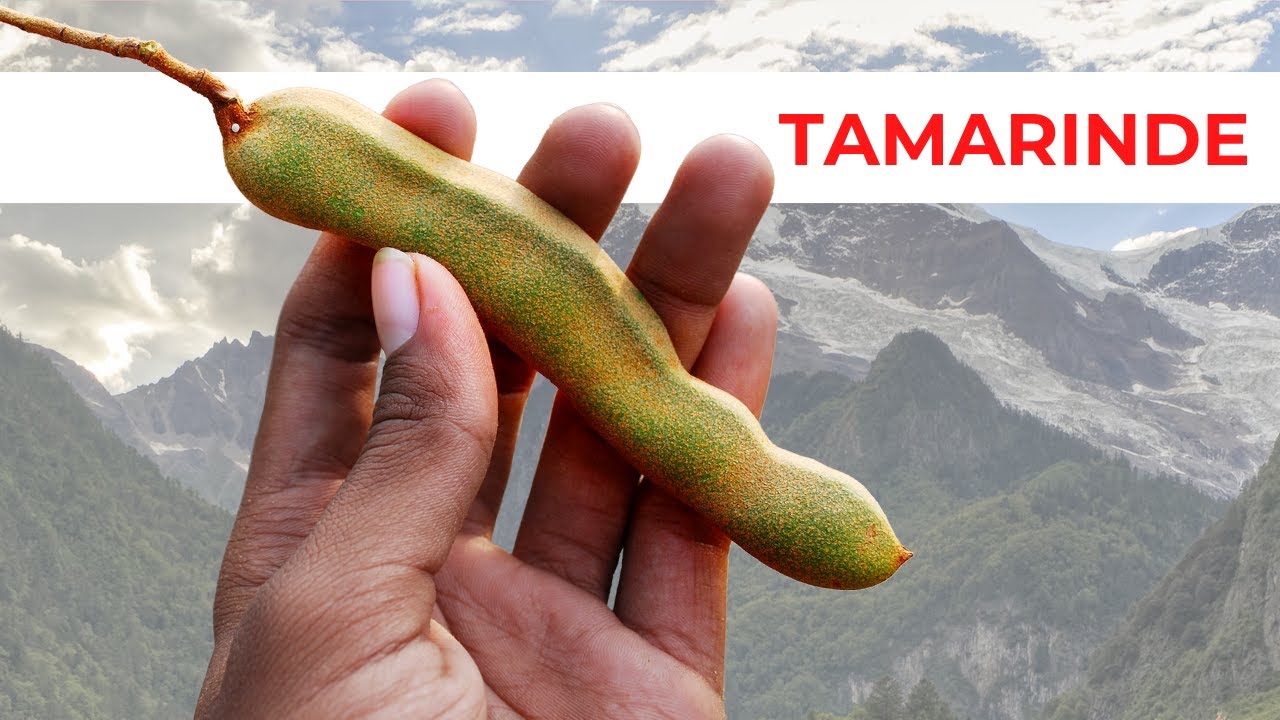 Das Essen von 1 St&uuml;ck Tamarinde tut dies Ihrem K&ouml;rper | Was sind die Vorteile von Tamarinde?