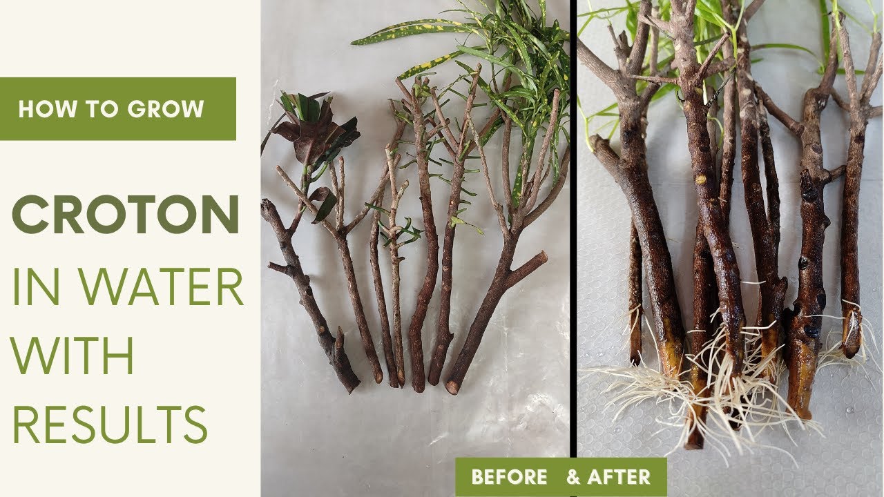 How To Propagate CROTON Plant In Water With 100% RESULTS | How to grow Croton plant without soil