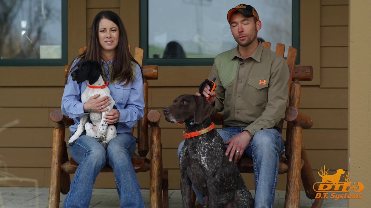 When to introduce your dog to e-collar training
