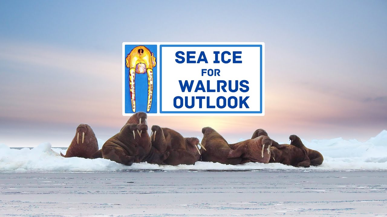 The Sea Ice for Walrus Outlook—A Partnership to Support Safe Hunting and Knowledge-Sharing