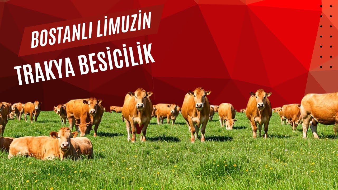 Trakya Besicilik - Bostanlı Limuzin Çiftliği
