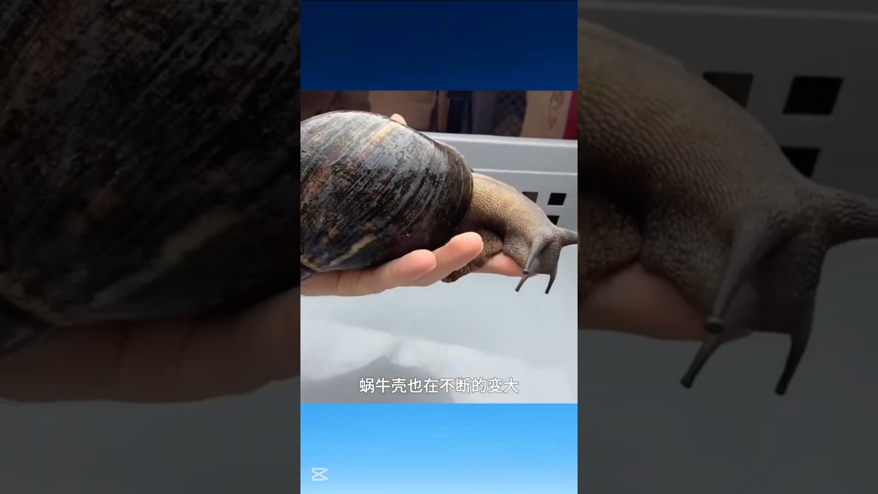 How Giant Snail Grows