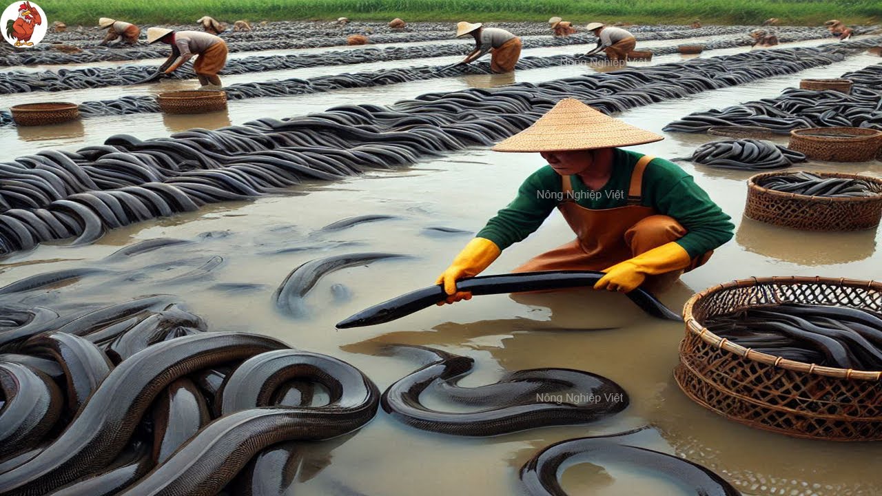 Nuôi Lươn Ở Trung Quốc HIỆU QUẢ Hơn Gấp 100 Lần!