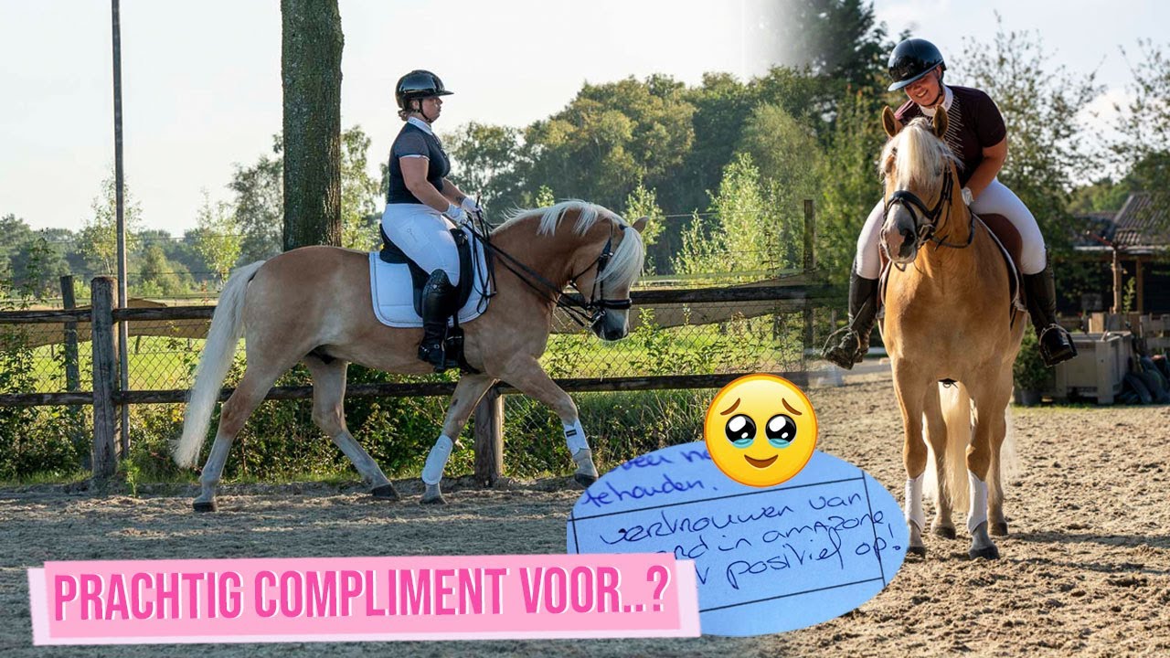 DIT IS HET MOOISTE COMPLIMENT DAT JE KAN KRIJGEN.. | Haflingers King & Beau