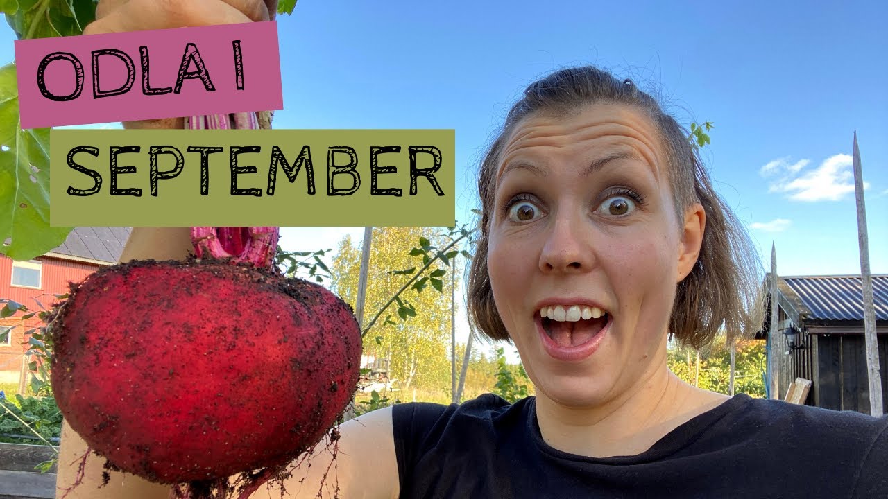 Odla i SEPTEMBER - Stor r&ouml;dbetssk&ouml;rd och m&aring;nga b&auml;ddar som ska t&auml;ckas inf&ouml;r vintern