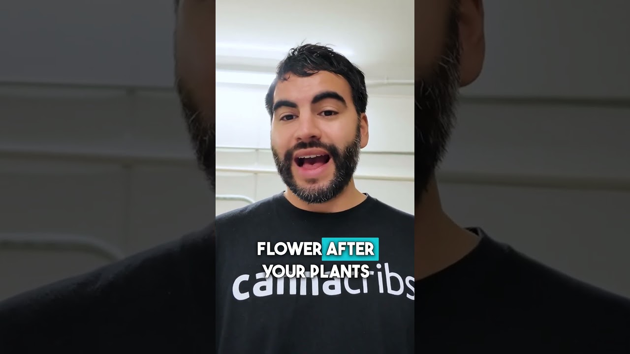 Mastering under canopy lighting for your grow.