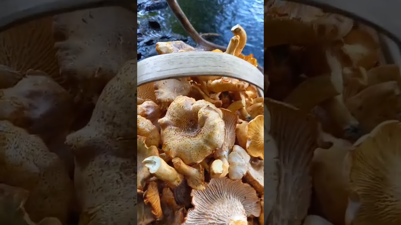 Chantarellus amethysteus #chantarellus #funghi #mushrooms #fungi #foraging