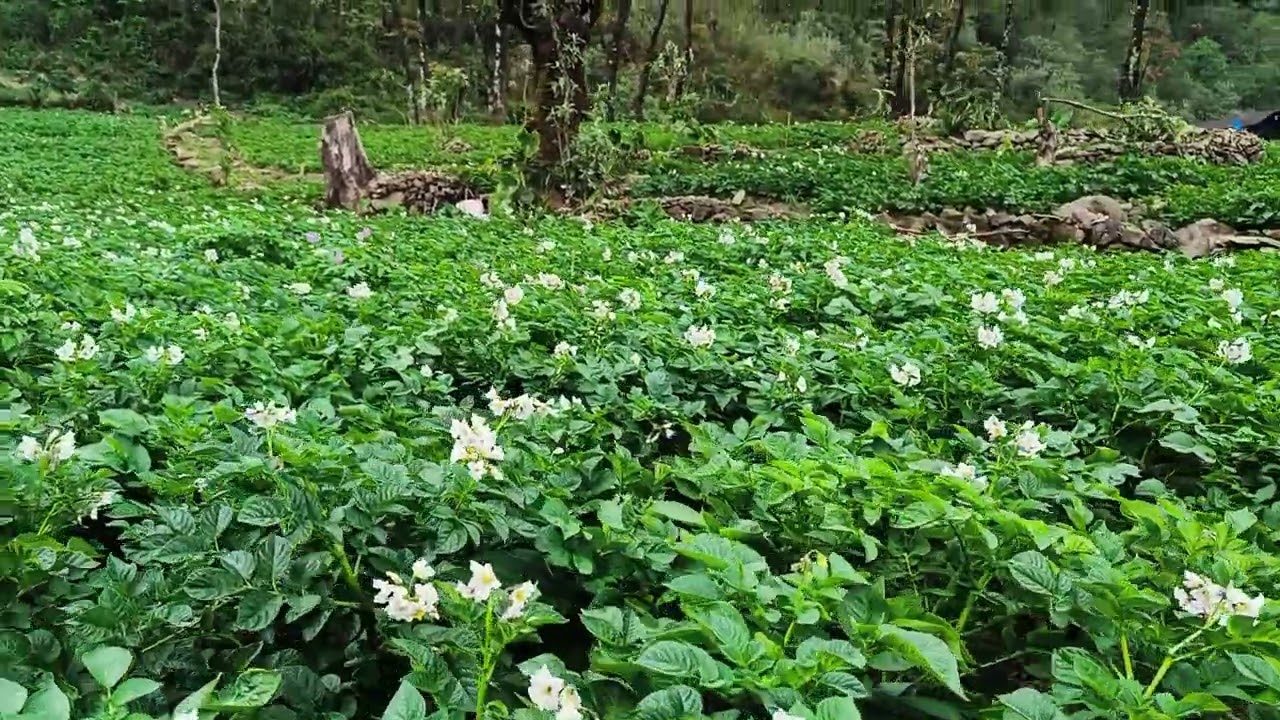 Organic Potato Farming at Kigwema Village