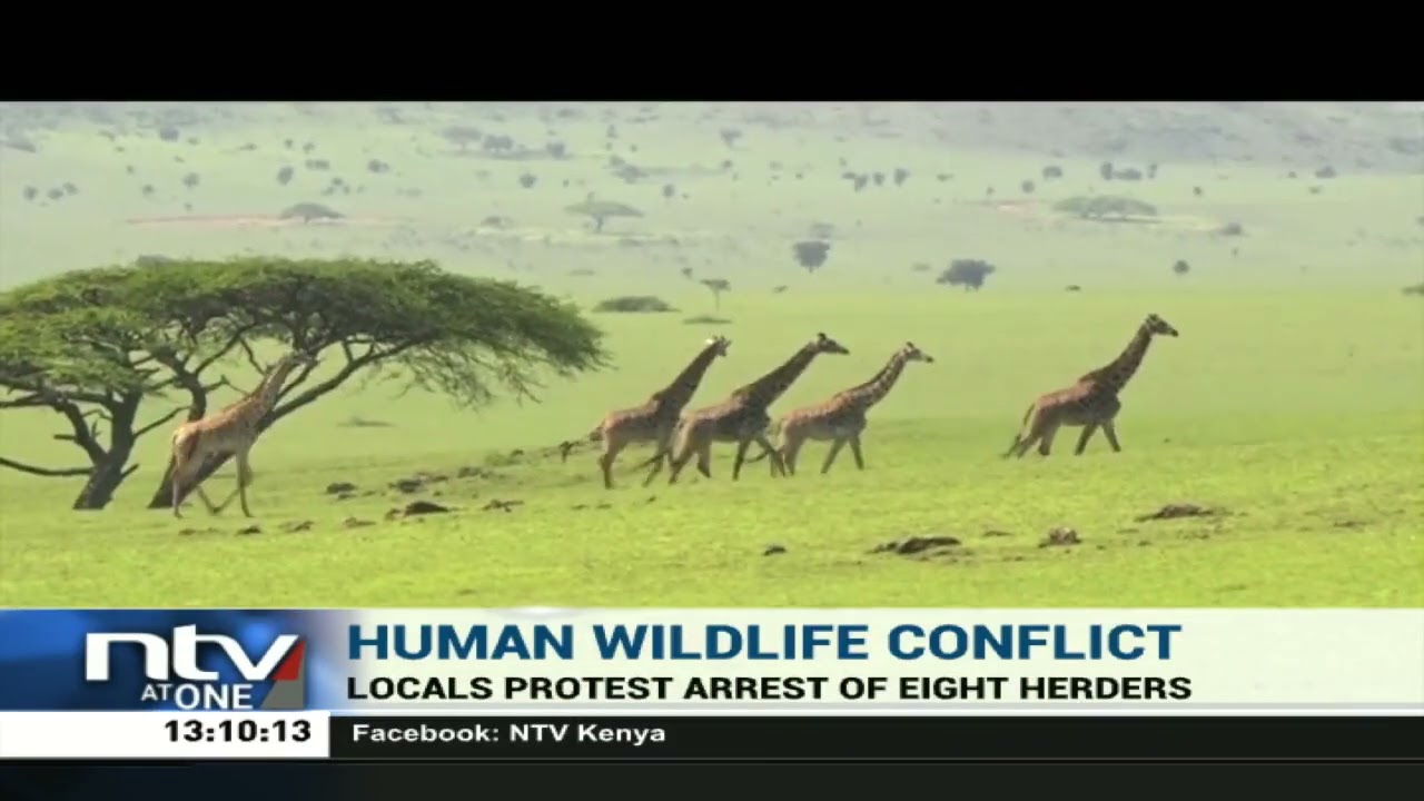Human Wildlife Conflict  KWS and herders in Chyulu hills Kajiado County at loggerheads
