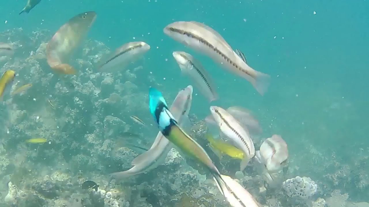 Unforgettable Snorkeling. Resorts: Sol Rio De Luna y Mares & Rio De Oro.  - Playa Esmeralda, Cuba.