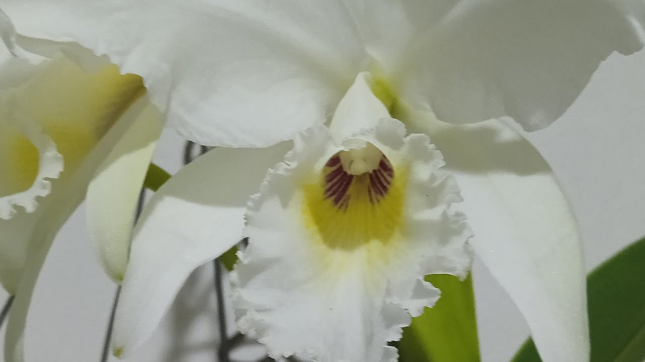 Cattleya labiata semi alba tubular e labiata suprema!