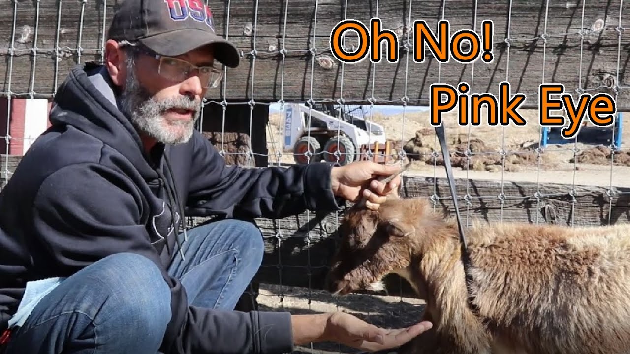 Cleaning Pink Eye In Your Goats, Stop the Spread #goat #pinkeye