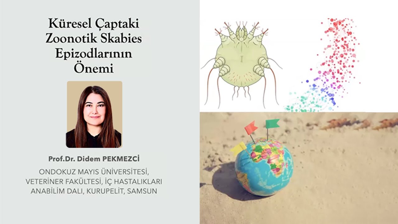 Uyuz vakalarının veteriner halk sağlığı yönünden değerlendirilmesi