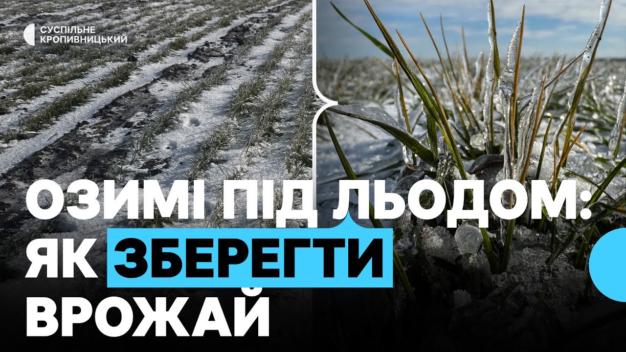 Озимі під льодом: як зберегти врожай під час промерзання ґрунту на Кіровоградщині