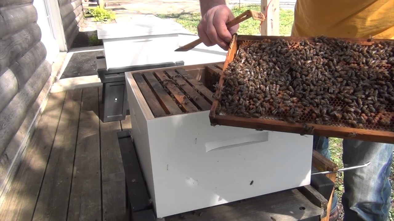 Beekeeping : Let's See If The Split Is Raising A Queen