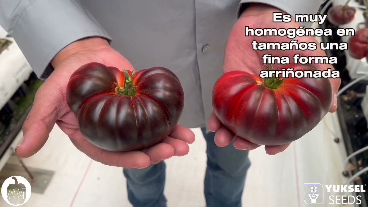 Sweetloom. Tomate heirloom