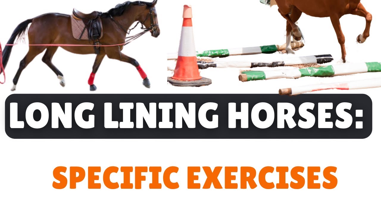 Long lining horses: Specific exercises to do