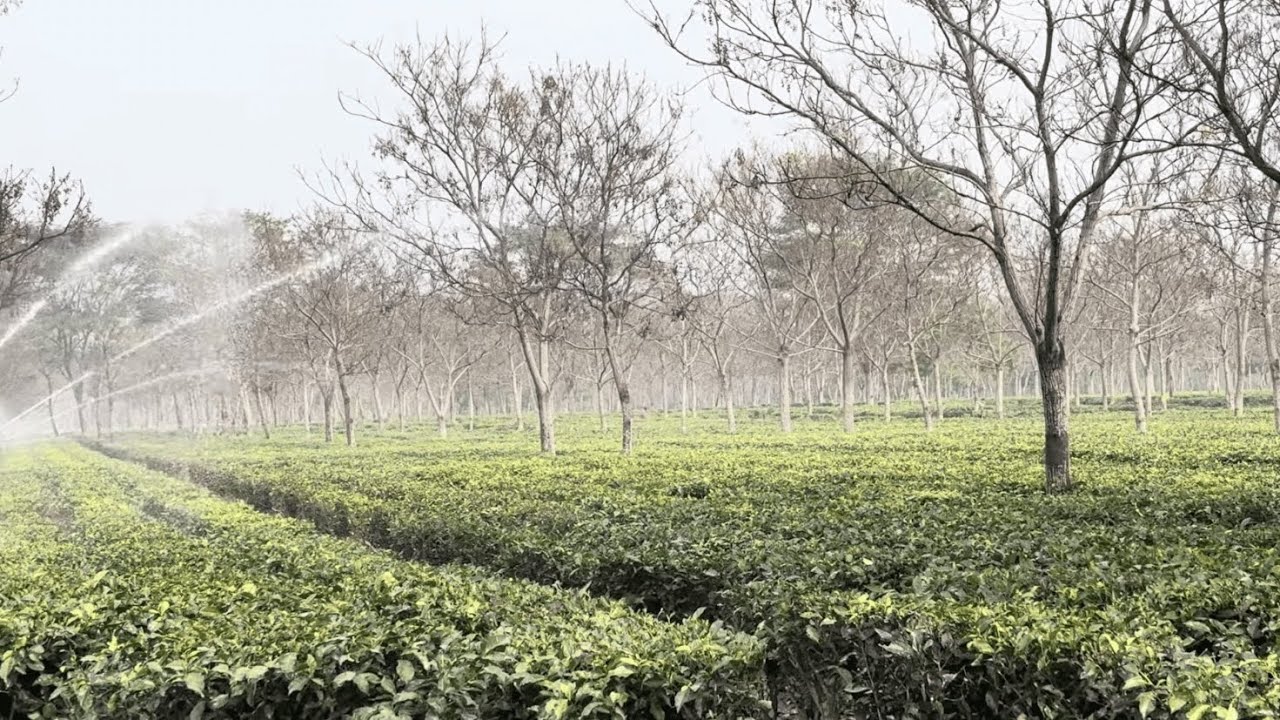 Simulbari Tea Gardens of Siliguri (Part 8)