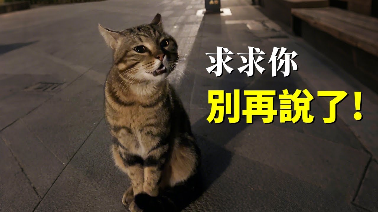 我遇到的流浪貓竟然會說話...
