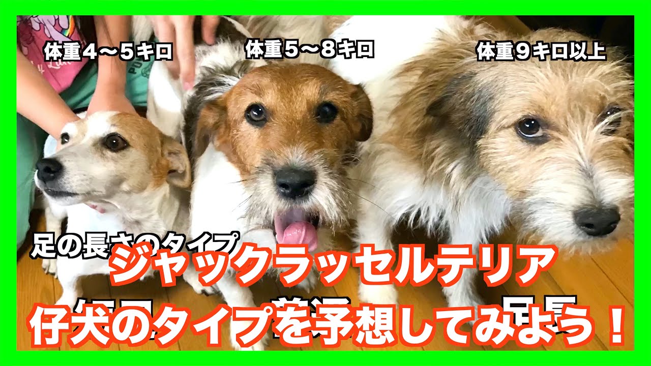 【ジャックラッセルテリア】予想が難しいジャックラッセルの仔犬ちゃんの毛質や大きさを予想してみよう「動物癒し動画」にくきゅう