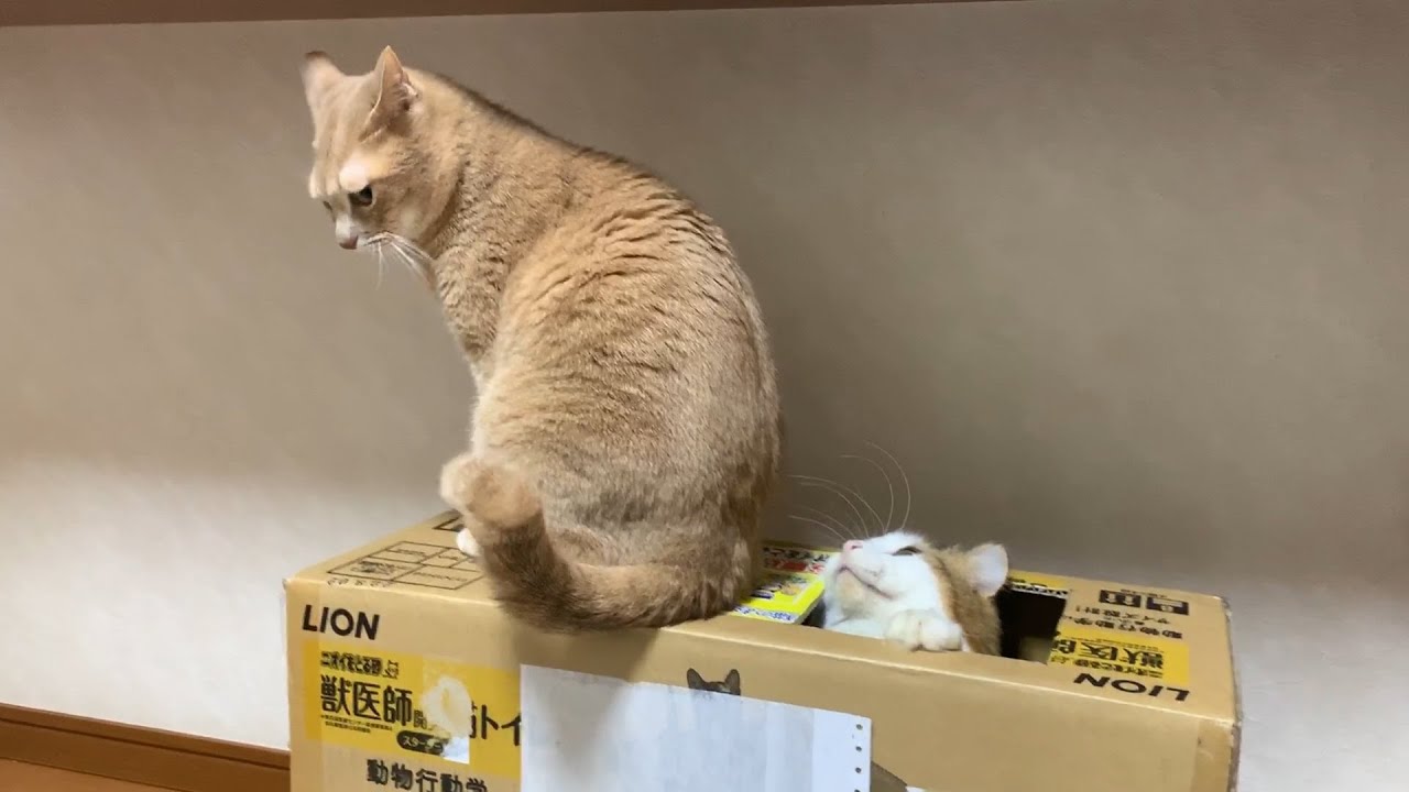 見てるこっちがハラハラさせられる猫