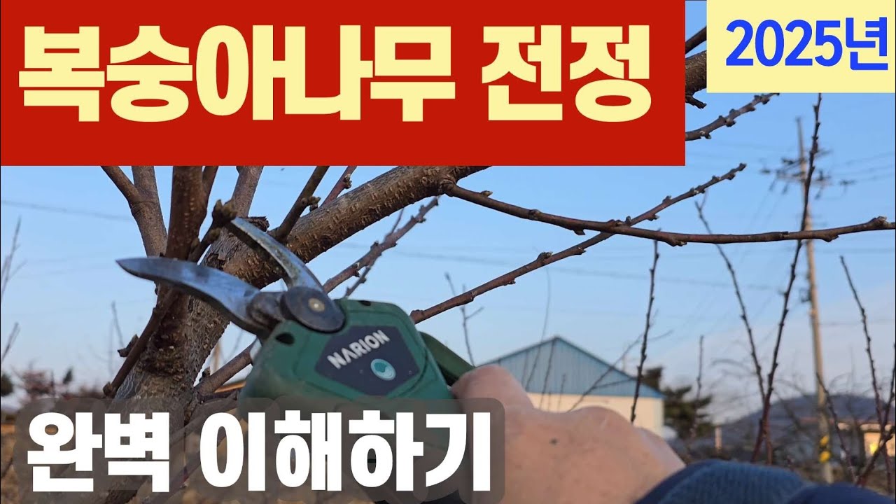복숭아나무 가지치기 -  초보자도 쉽게 이해 할수있음