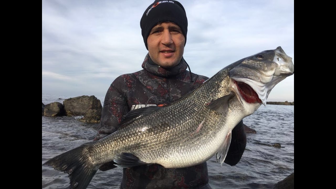 LEVREK AVLARIM TOPYEK&Uuml;N 2 (MAVİ TOROS)