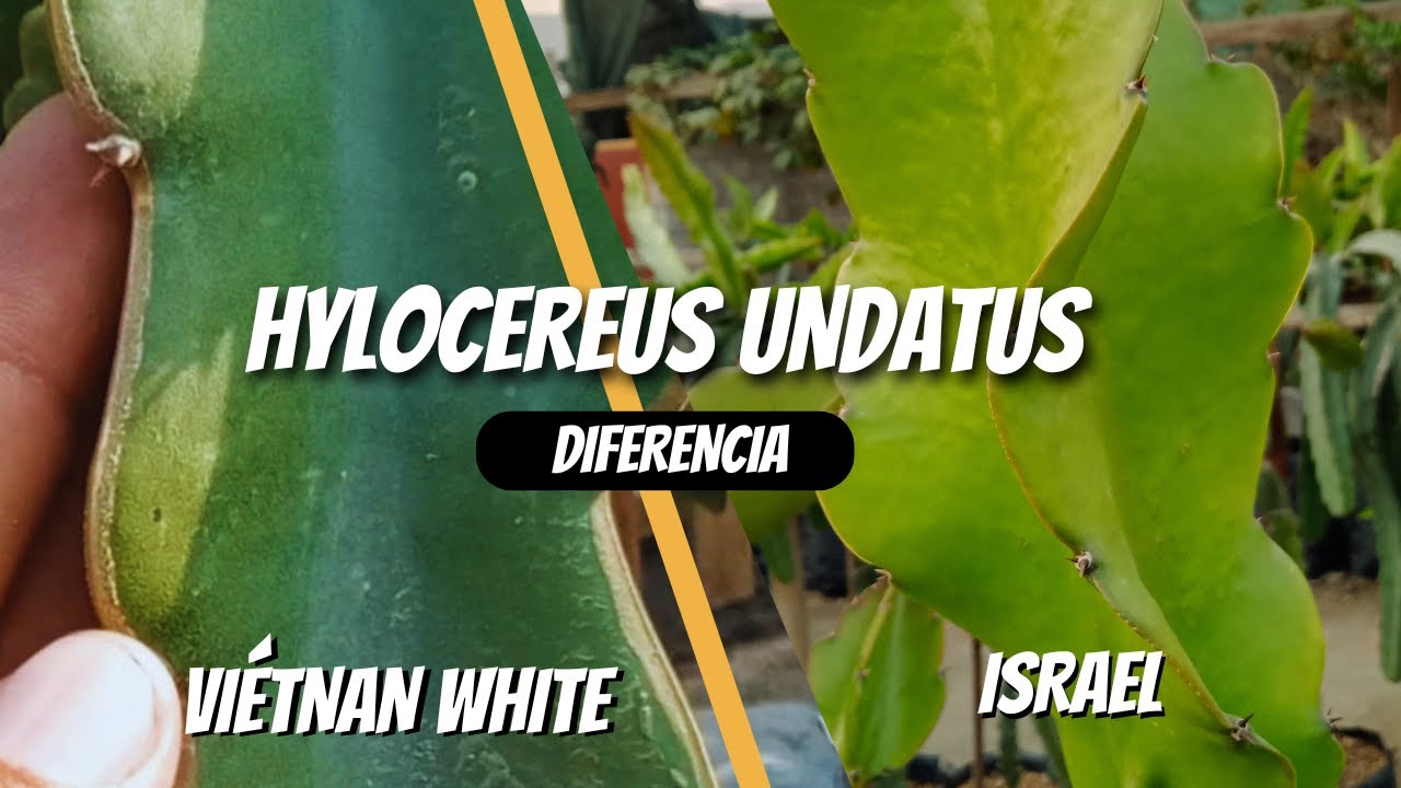 😲😲DIFERENCIAS entre UNDATUS  VIETNAN WHITE Y LA UNDATUS ISRAEL😯😯 #undatus #dragonfruit #pitahayas
