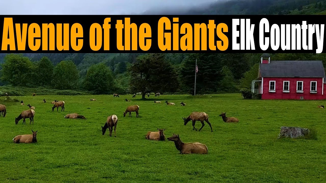 Motorhome RV Living | Avenue of the Giants...This is Redwood Country!