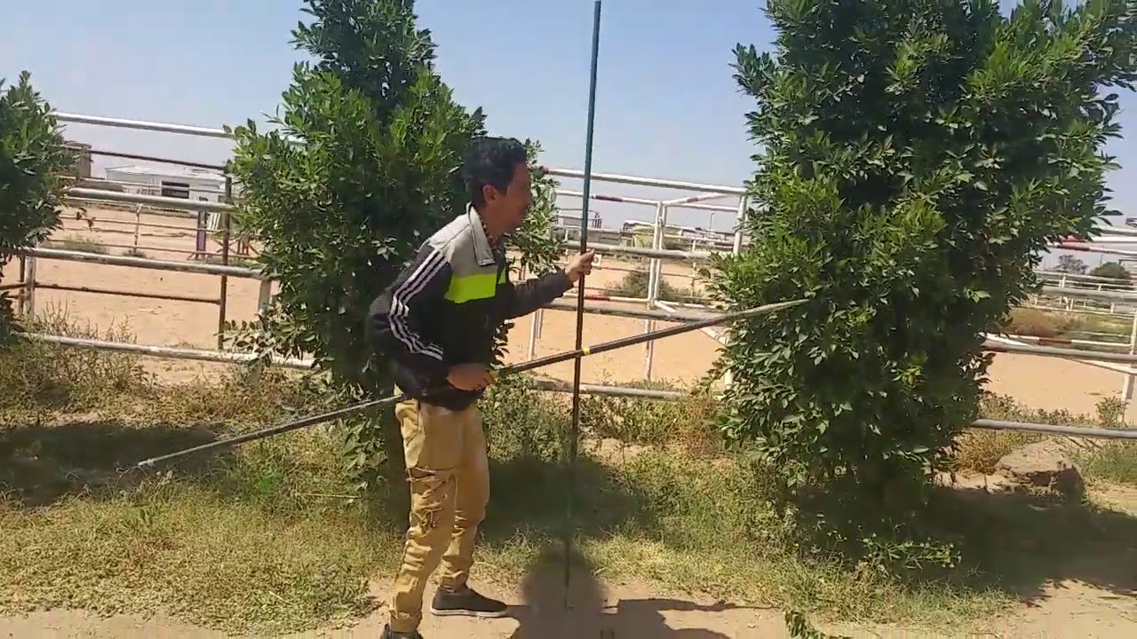 كيف تختبر الرمح وفقا ل باتس في رياضة التقاط الأوتاد How to test the lance in tent pegging BATPS