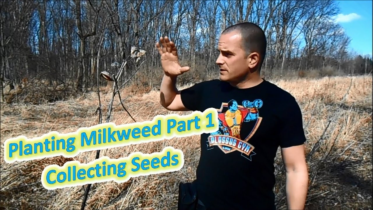 Planting Milkweed Part 1 - Collecting Seeds (Help The Monarch Butterfly)