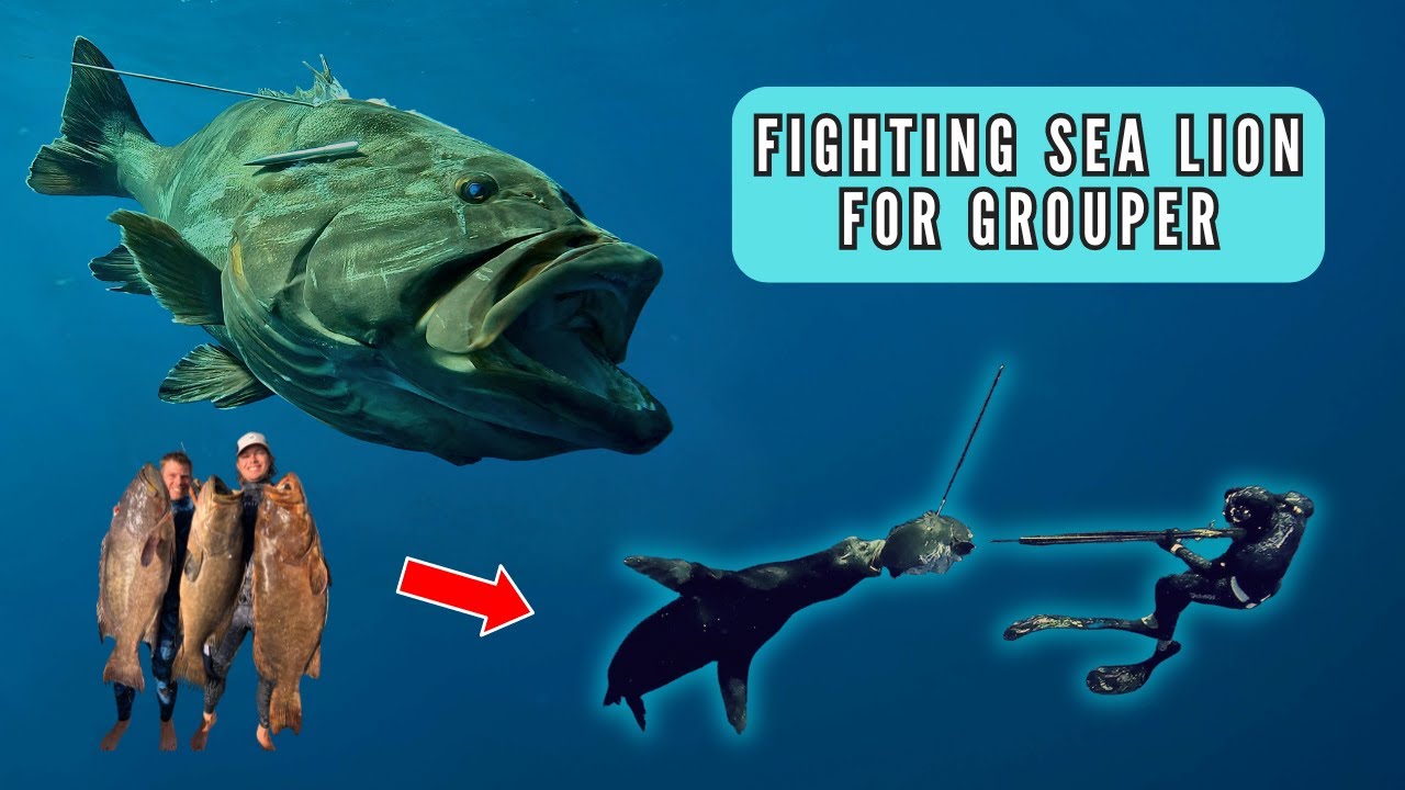 Spearfishing Baja | Sea-lion ATTACKS