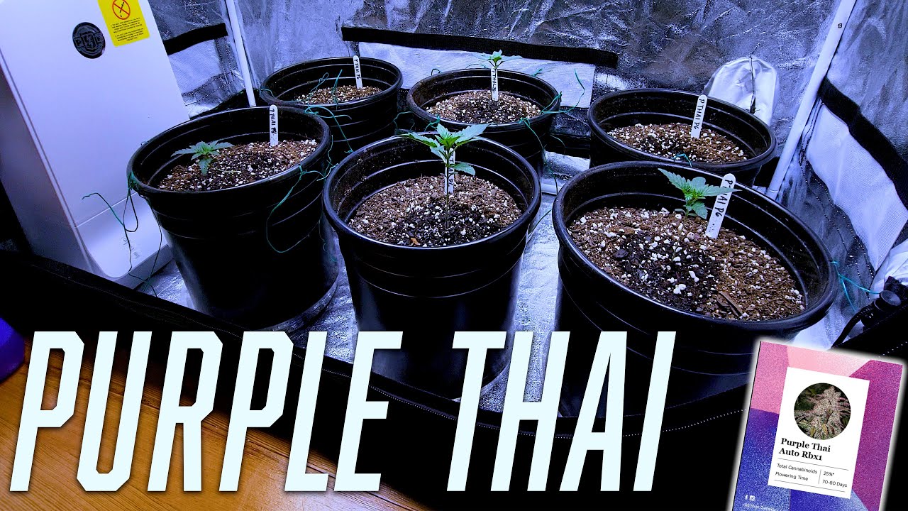 Update: Purple Thai Autoflower - 1 Month (ViparSpectra XS1500 Pro)