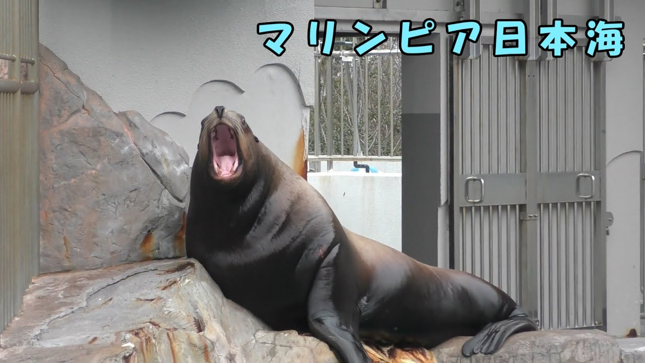 【マリンピア日本海】 今日も仲良しトド日和（260115）