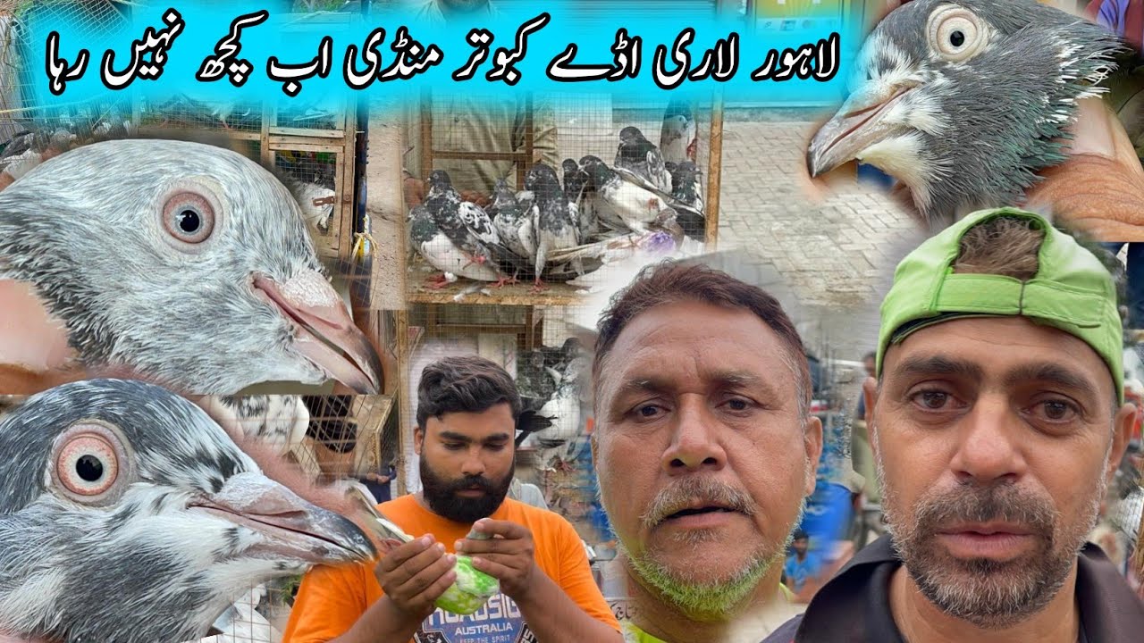 Lahore Lari Ada Kabootar Markit Ab Kuch Nahi Raha 😓