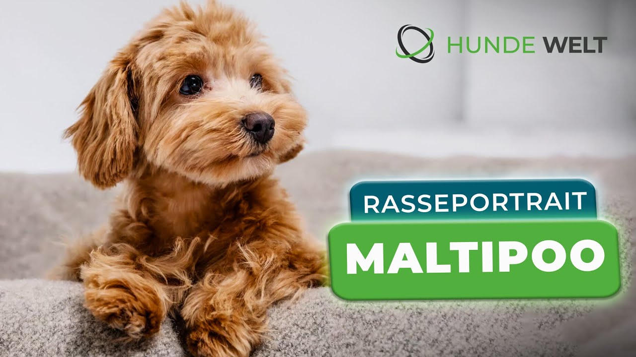 Maltipoo - Rasseportrait | Aussehen, Charakter und Erziehung