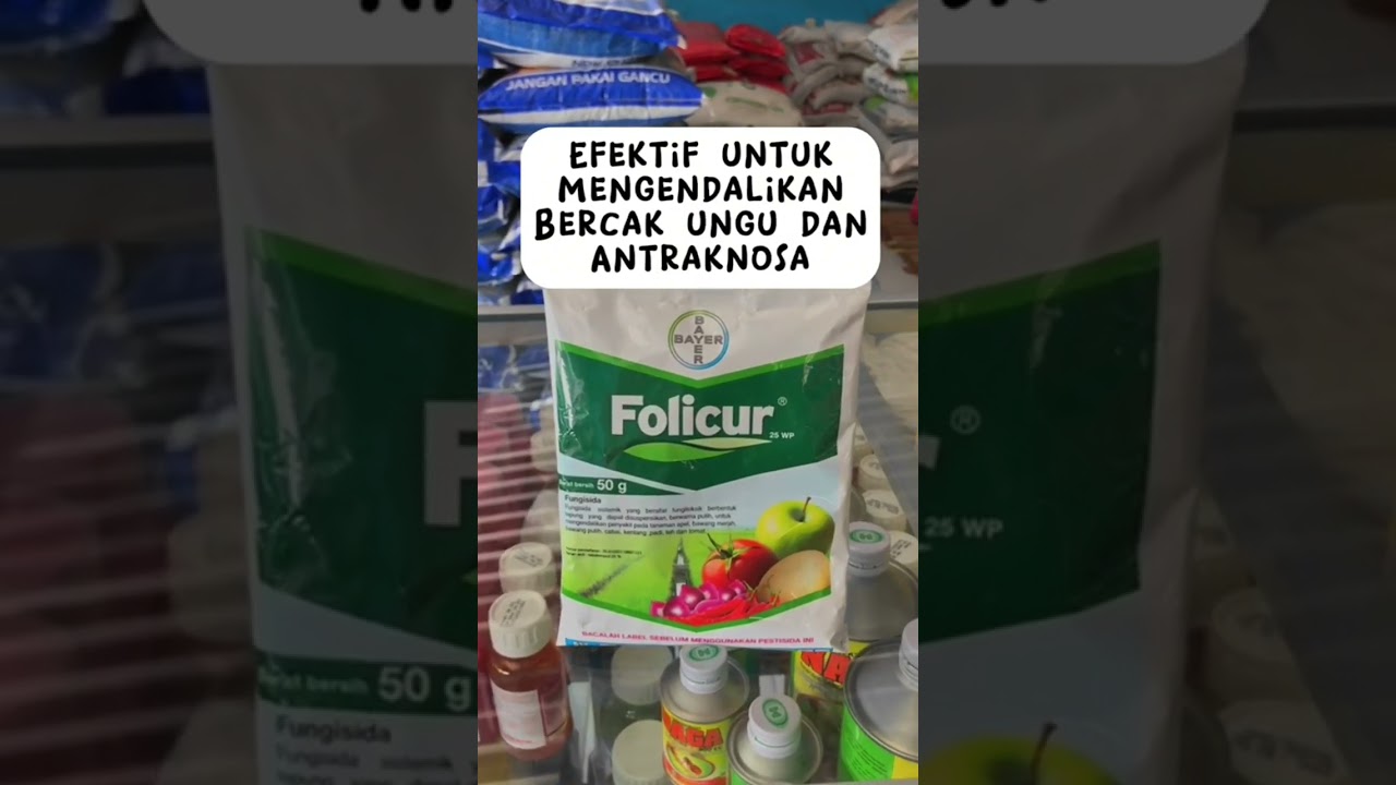Ready Fungisida Folicur nih, efektif untuk mengendalikan bercak ungu. #fungisida #bayer #folicur