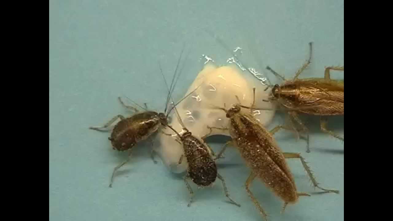 Maxforce&reg; Fusion Cockroach Gel with TLC (Total Life Cycle) Control Technology.