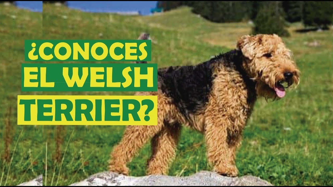CONOCES al TERRIER de GALES