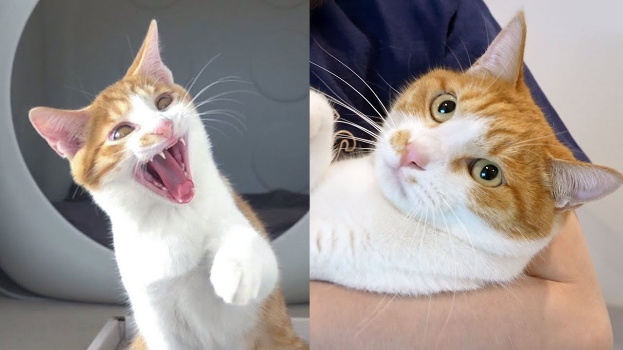 미친 고양이가 개냥이가 되는 과정