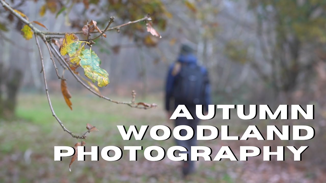 MISTY AUTUMN Woodland Photography in SHERWOOD FOREST