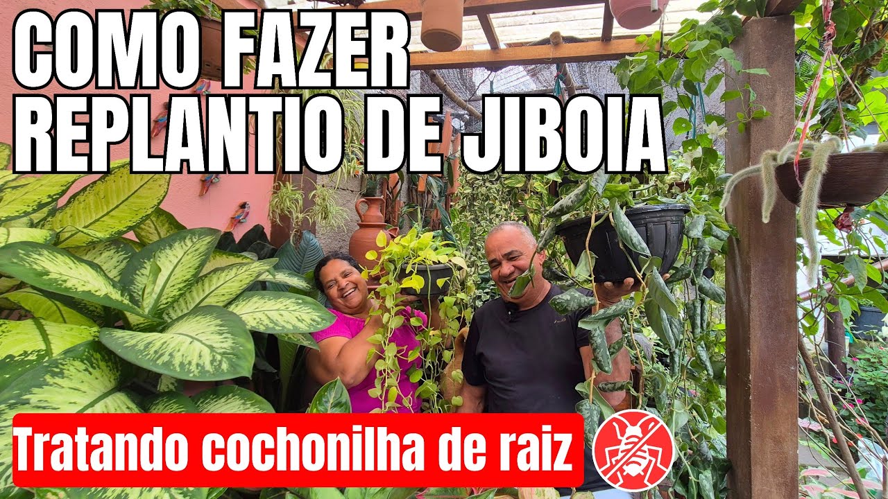 SALVANDO MINHA JIBOIA PRATEADA COM COCHONILHA DE RAIZ | DICAS DE CULTIVO E REPLANTIO 