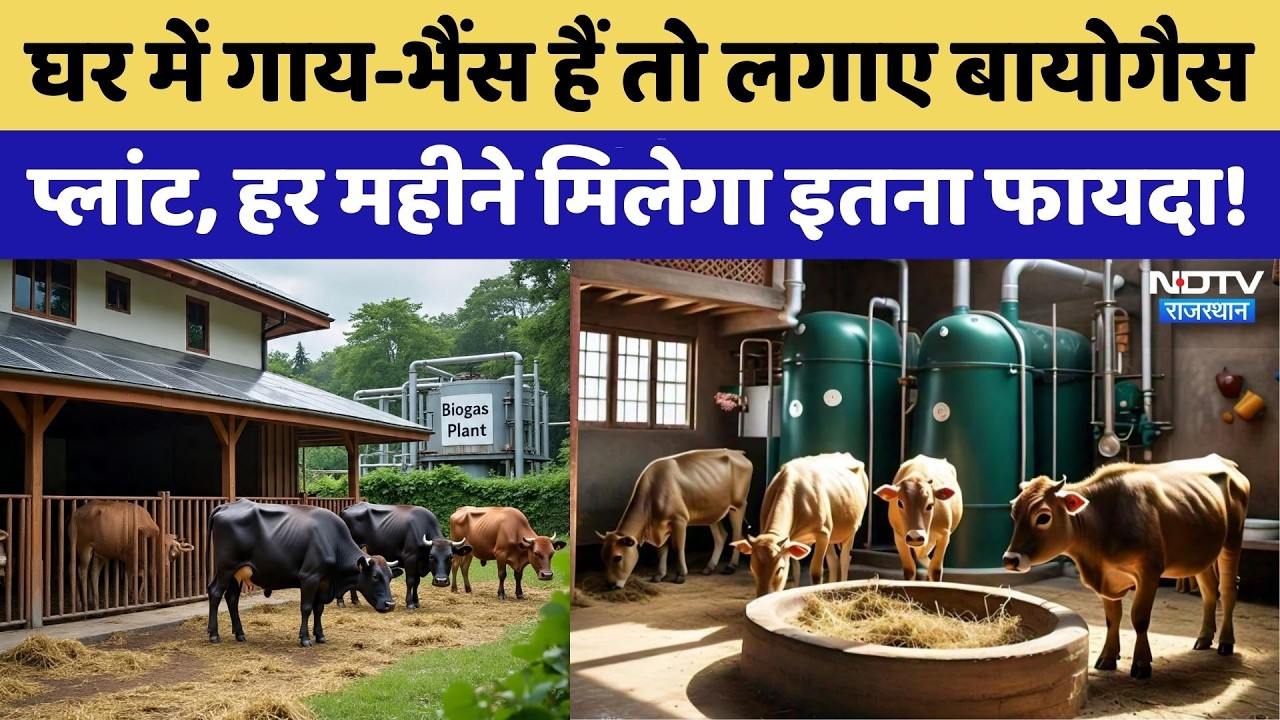 Barmer में लोग ऐसे उठा रहे Gobar Gas Plant से फायदे | Rajasthan Top News | Viral Video