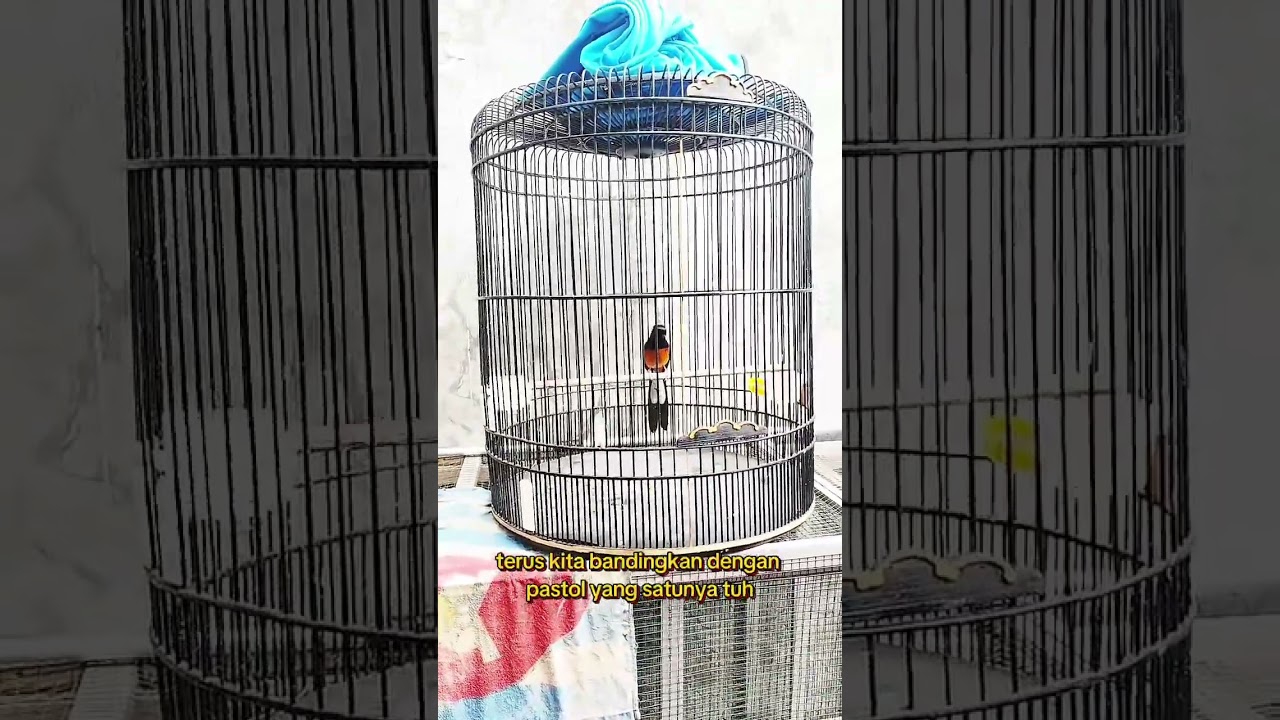 subcribe untuk tips murai batu lainnya #muraibatugacor #kicaumania #muraijantan #burungkicau #smms