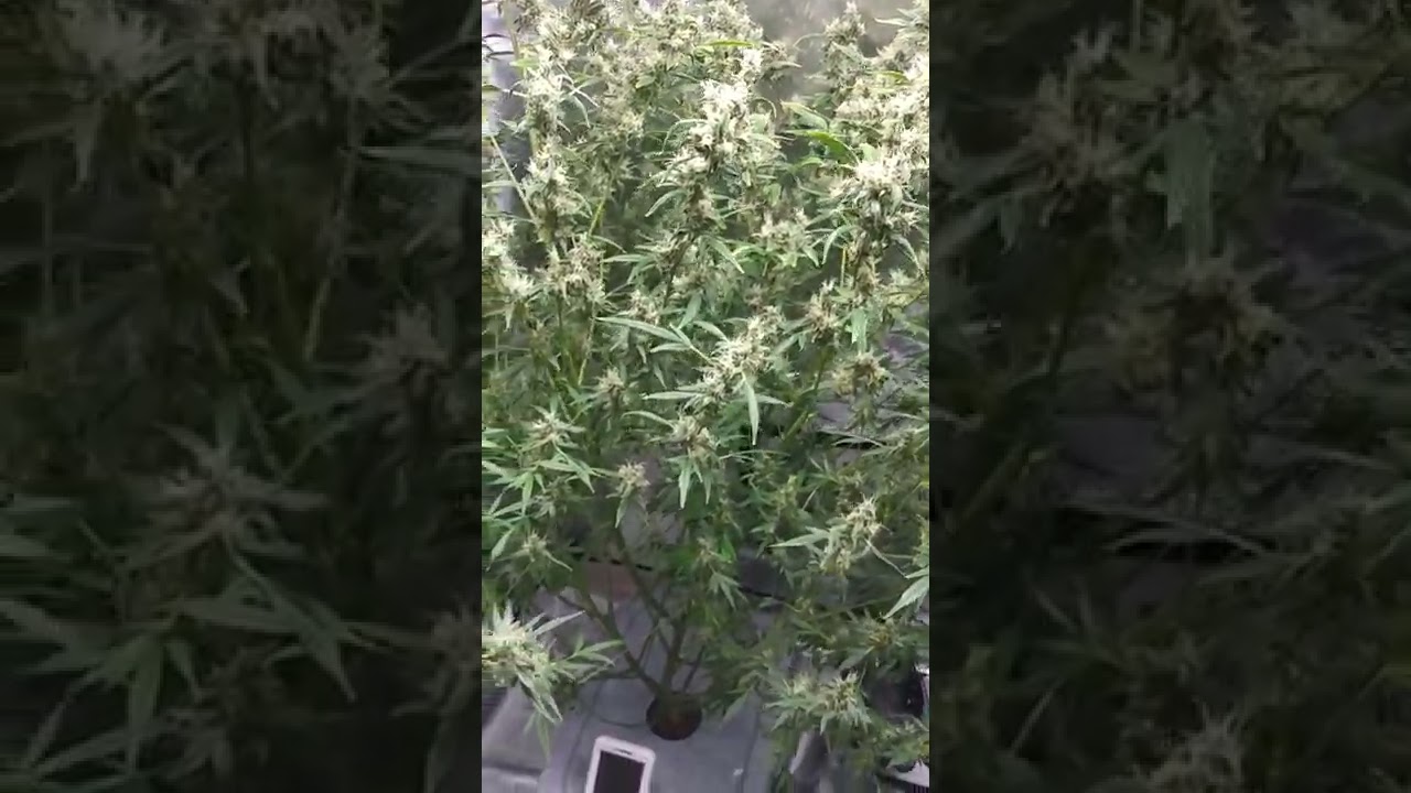 auto flower first time grow