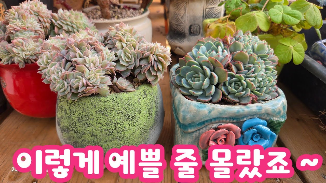 라피네철화, 레드문철화, 온슬로우철화 💕